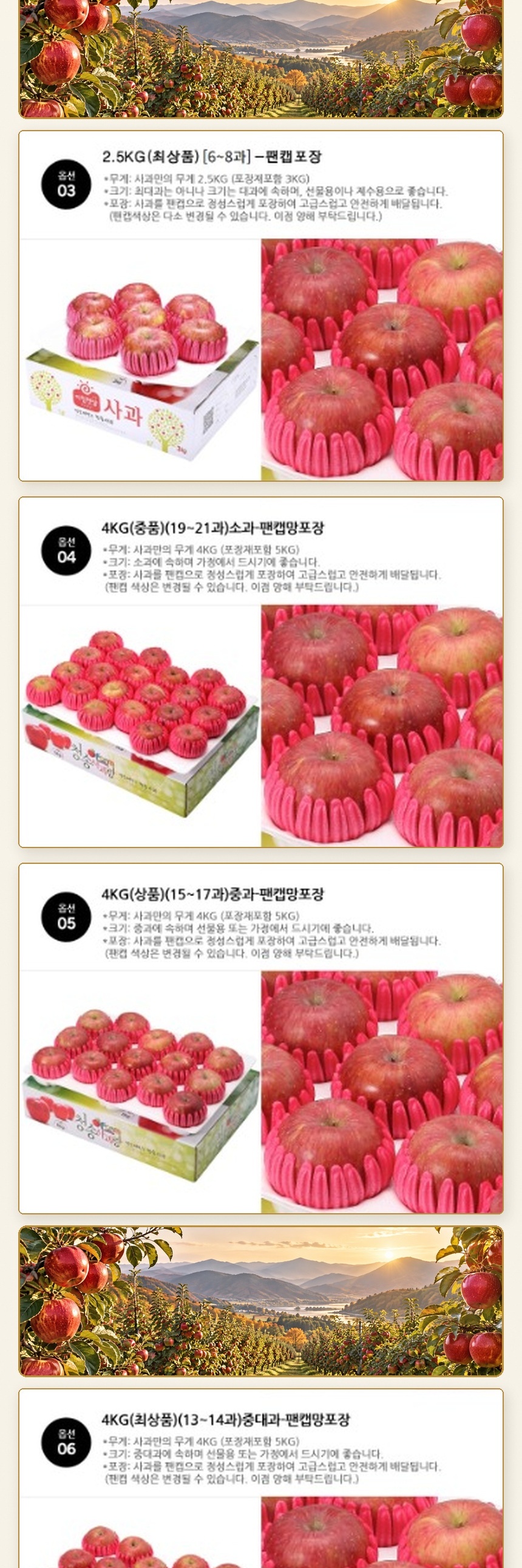 청송사과를 개별 팬캡으로 보호해 상자에 담은 포장 상태
